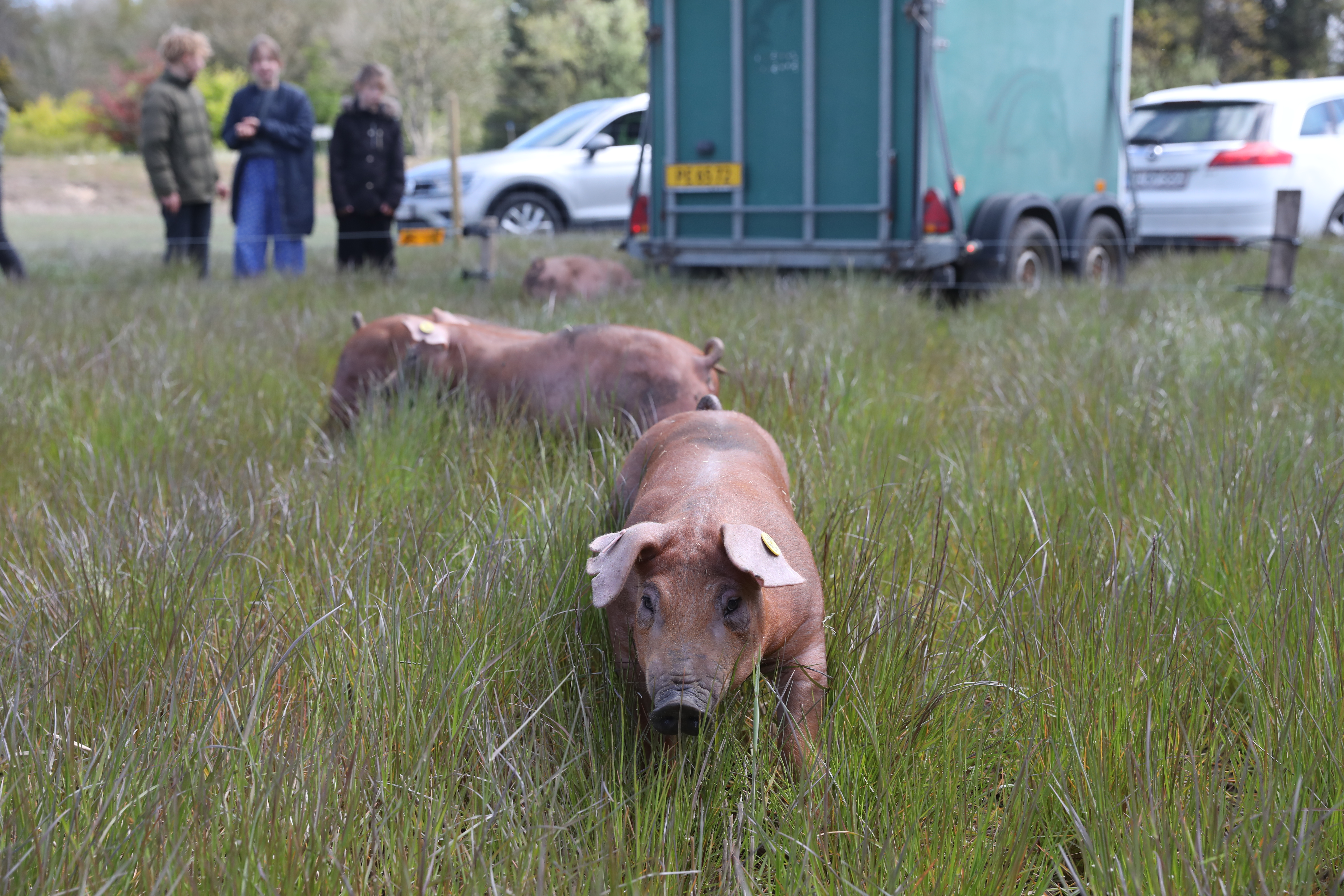 Så kom jubilæumsgrisene på marken